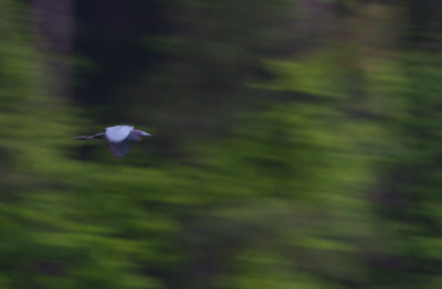 Blurred Little Blue Heron