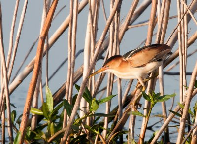 Least Bittern