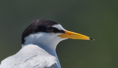 Gulls, Terns and Skimmers