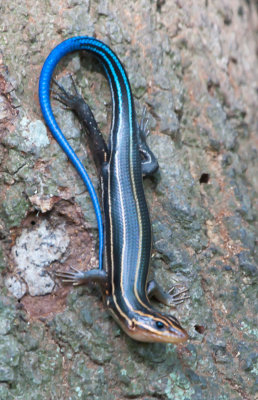 Five Lined Skink