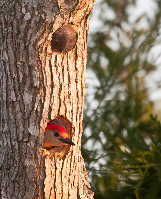 Red Bellied Woopecker