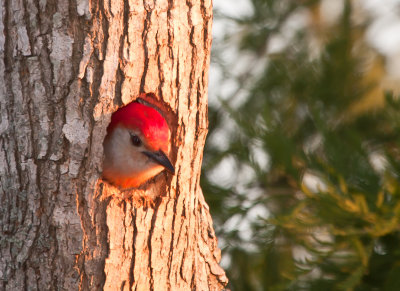Red Bellied Woopecker