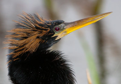 Anhinga