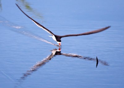 Black Skimmer