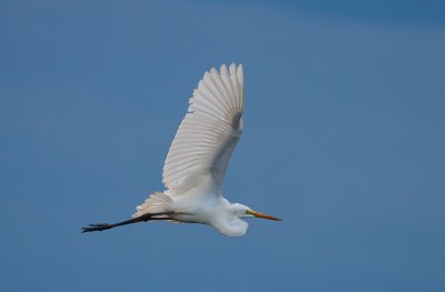 Great Egret