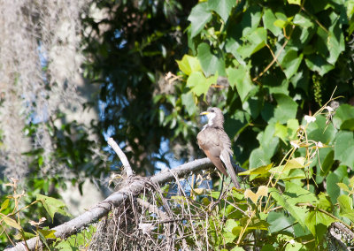 Roadrunners and Cuckoos
