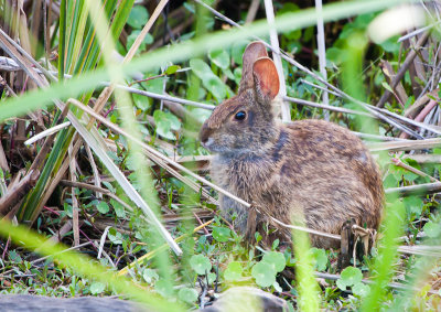 Marsh Hare