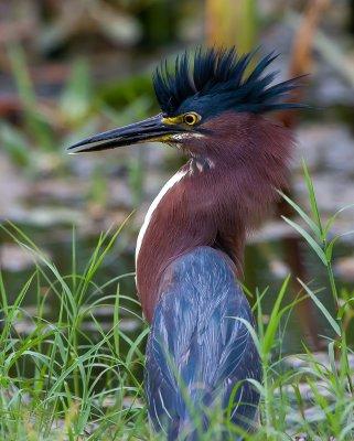 Green Heron