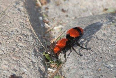 ANTS