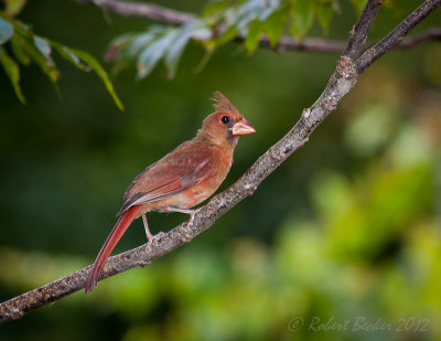Cardinal juvenile male