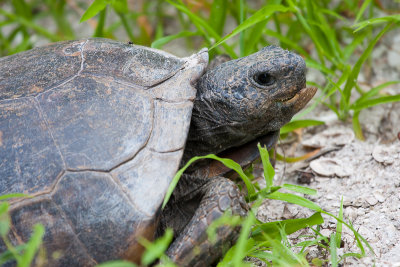 Gopher Tortoise