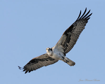 Balbuzard pcheur - Osprey