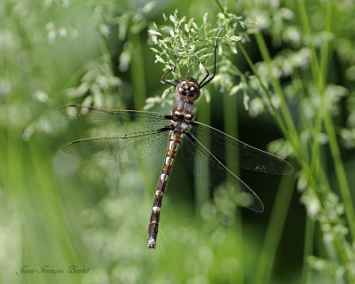 Didymops transversa (juvenile)