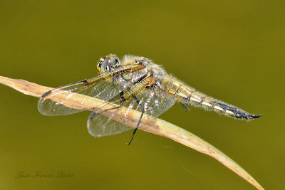 Libellula quadrimaculata