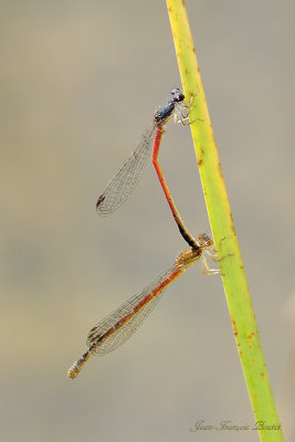 Amphiagrion saucium tandem