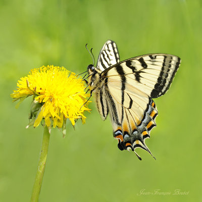 Papillon tigr du Canada - Papilio canadensis (FEMALE)