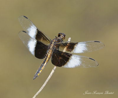 Libellula luctuosa  (immature male)