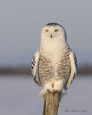 Harfang des neiges - Snowy Owl