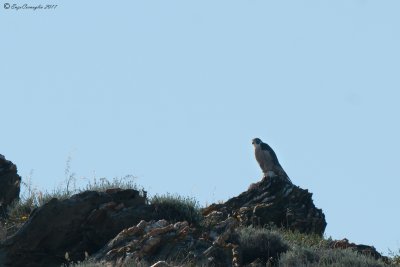 Pellegrino (Falco peregrinus)