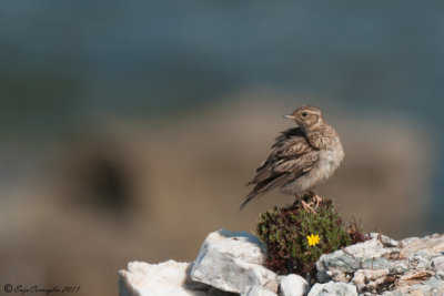 Tottavilla (Lullula arborea)