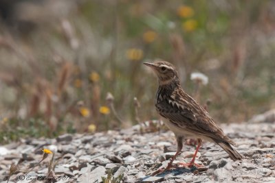 Tottavilla (Lullula arborea)