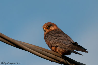 Falco cuculo  (Falco vespertinus)