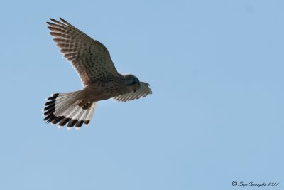 Gheppio (Falco tinnunculus)