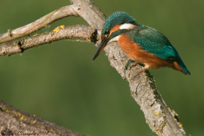 Martin pescatore (Alcedo atthis)