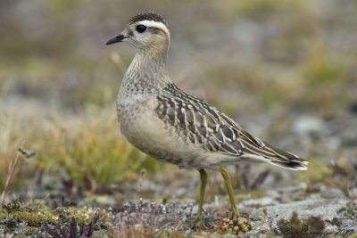 Piviere tortolino (Charadrius morinellus)