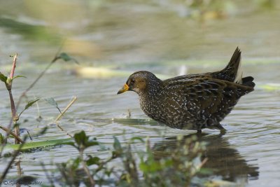 Voltolino (Porzana porzana)