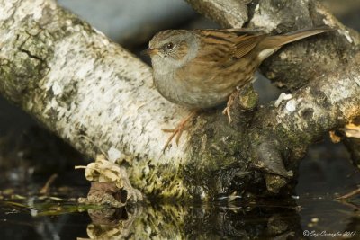 Passera scopaiola (Prunella modularis)