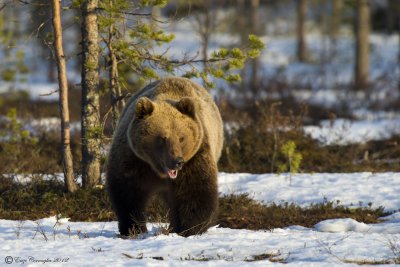 Orso bruno (Ursus arctos)