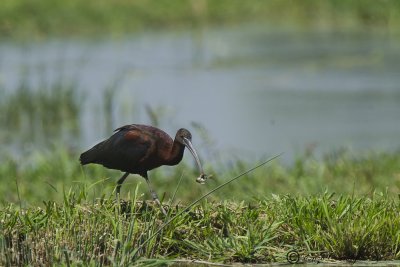 Mignattaio (Plegadis falcinellus)