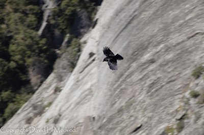 Gliding Raven.jpg