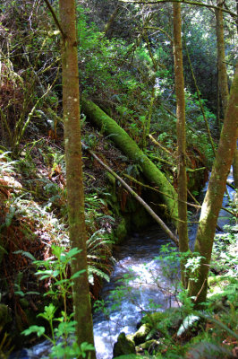 Bear Valley Trail Creek 2.jpg