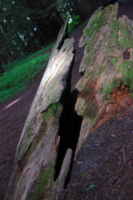 Day 3 Avenue of the Giants