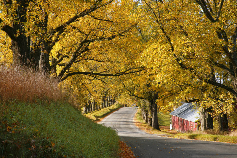 yellow canopy