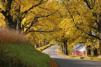 yellow canopy