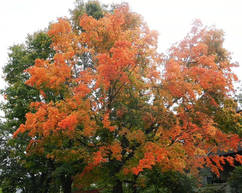 Maple 1.jpg