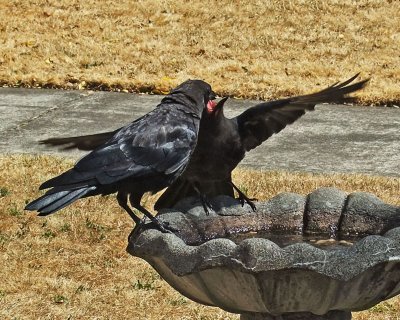 Crow 1.jpg