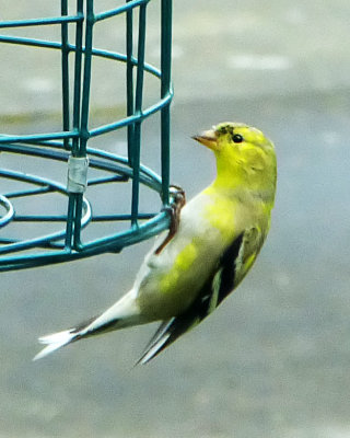 Paul 2012 Goldfinch 1.jpg