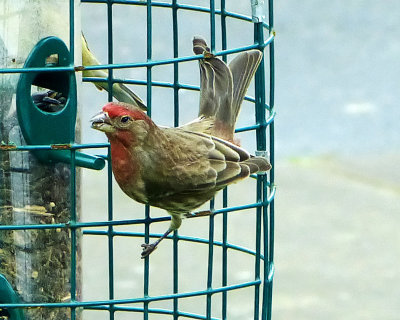 Paul 2012 Male House Finch 1.jpg