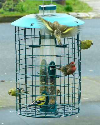 Paul 2012 Finches 1.jpg