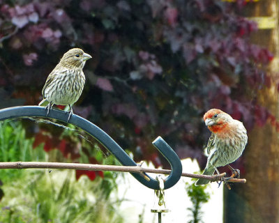 House Finch pair 2.jpg