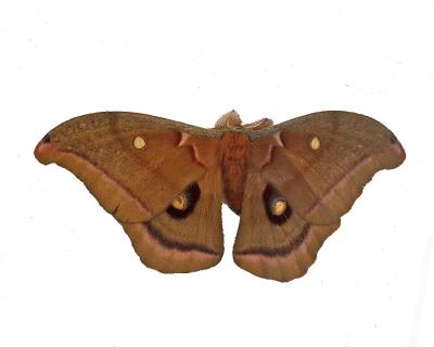 moth 1.jpg