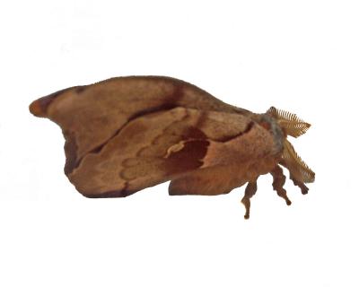 moth 3.jpg
