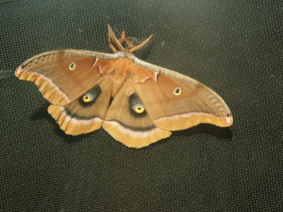 Moths