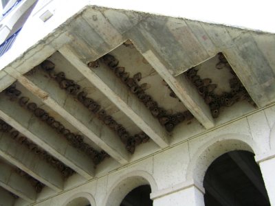 Another shot showing those pesky Barn Swallows' nests up under the first floor of units at one end of the complex.