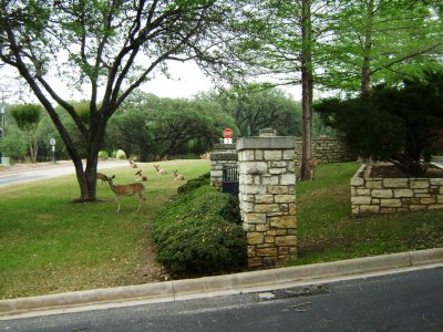 Deer all around the gated entrance to The Island at mid-day.