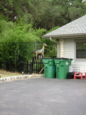 A half-block away from the gated entrance I noticed this giraffe in someone's back yard.  I can't say as I've EVER seen a giraffe in anyone's back yard before!